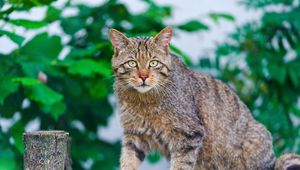 Preview wallpaper cat, climbing, striped, old