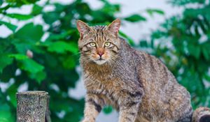 Preview wallpaper cat, climbing, striped, old