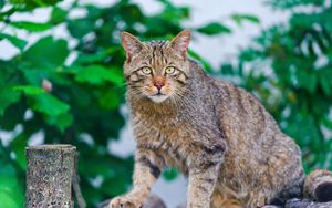 Preview wallpaper cat, climbing, striped, old