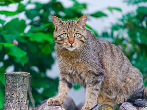 Preview wallpaper cat, climbing, striped, old