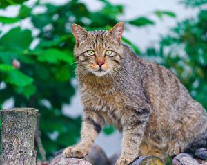 Preview wallpaper cat, climbing, striped, old