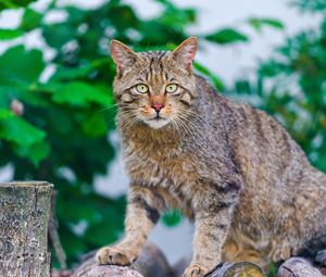 Preview wallpaper cat, climbing, striped, old