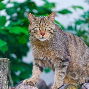 Preview wallpaper cat, climbing, striped, old