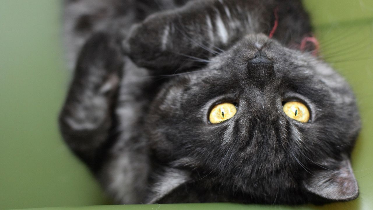 Wallpaper cat, close-up, striped, black