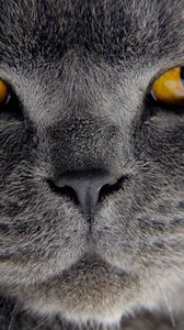 Preview wallpaper cat, close-up, whiskers, fur, snout