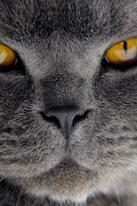 Preview wallpaper cat, close-up, whiskers, fur, snout