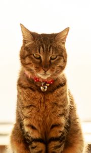 Preview wallpaper cat, collar, bells, glance, pet