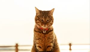 Preview wallpaper cat, collar, bells, glance, pet