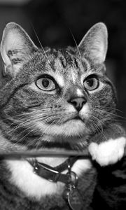 Preview wallpaper cat, collar, black white