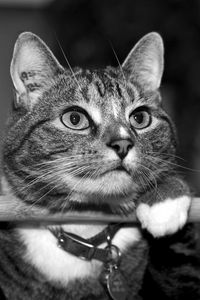 Preview wallpaper cat, collar, black white