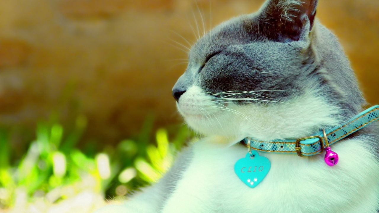 Wallpaper cat, collar, dazzling, light, spotted