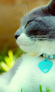 Preview wallpaper cat, collar, dazzling, light, spotted