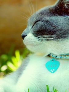 Preview wallpaper cat, collar, dazzling, light, spotted