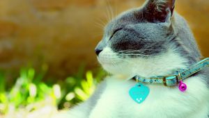 Preview wallpaper cat, collar, dazzling, light, spotted