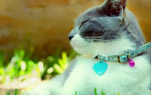 Preview wallpaper cat, collar, dazzling, light, spotted