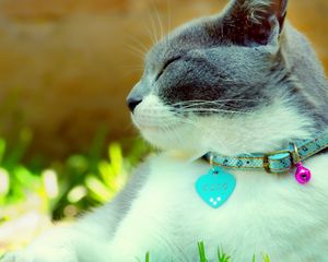 Preview wallpaper cat, collar, dazzling, light, spotted