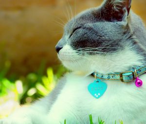 Preview wallpaper cat, collar, dazzling, light, spotted