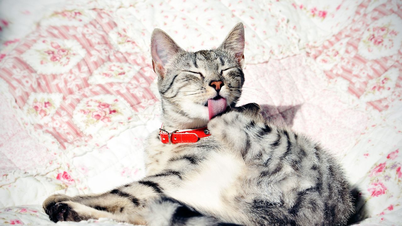 Wallpaper cat, collar, down, wash