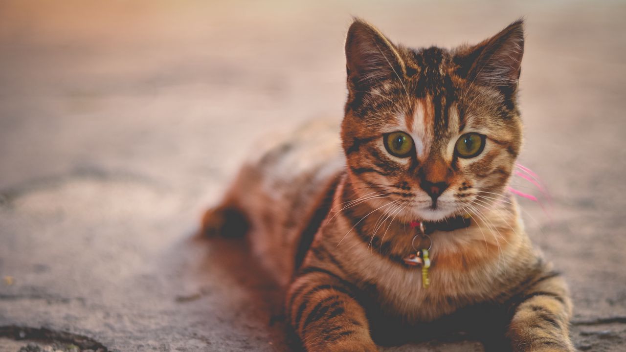 Wallpaper cat, collar, lying, home