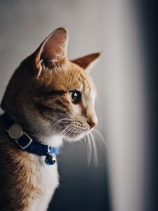 Preview wallpaper cat, collar, pet, brown, glance