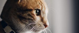 Preview wallpaper cat, collar, pet, brown, glance