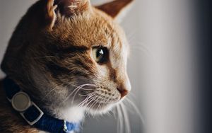 Preview wallpaper cat, collar, pet, brown, glance