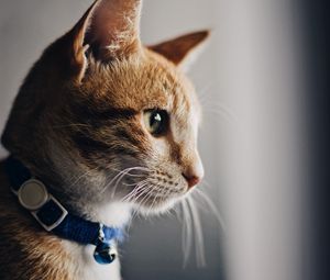 Preview wallpaper cat, collar, pet, brown, glance