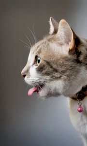 Preview wallpaper cat, collar, tongue, playful