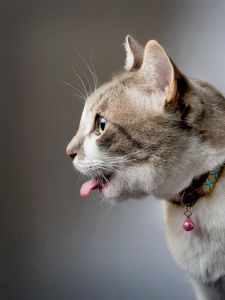 Preview wallpaper cat, collar, tongue, playful