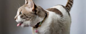 Preview wallpaper cat, collar, tongue, playful