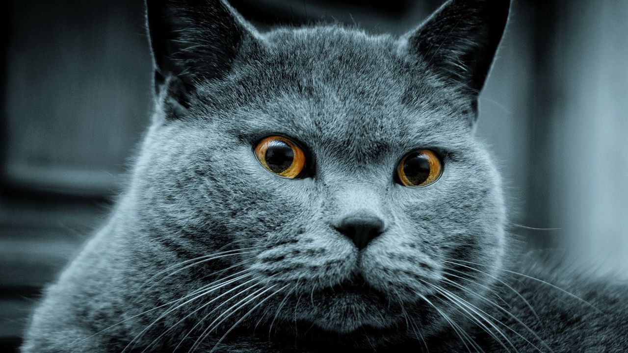 Wallpaper cat, color, eyes, surprise