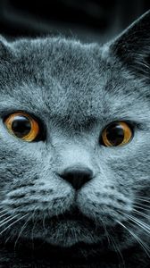 Preview wallpaper cat, color, eyes, surprise