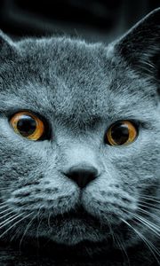 Preview wallpaper cat, color, eyes, surprise