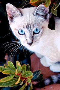 Preview wallpaper cat, color, sit, plant, window sill, look