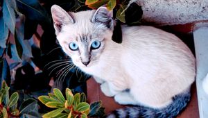 Preview wallpaper cat, color, sit, plant, window sill, look