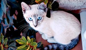 Preview wallpaper cat, color, sit, plant, window sill, look