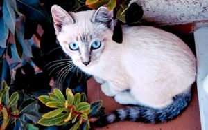 Preview wallpaper cat, color, sit, plant, window sill, look