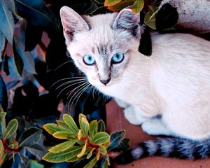 Preview wallpaper cat, color, sit, plant, window sill, look