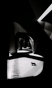 Preview wallpaper cat, columns, light, black and white, black