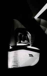 Preview wallpaper cat, columns, light, black and white, black