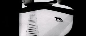 Preview wallpaper cat, columns, light, black and white, black