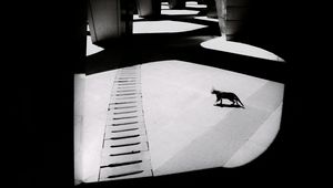 Preview wallpaper cat, columns, light, black and white, black