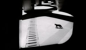 Preview wallpaper cat, columns, light, black and white, black