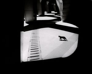 Preview wallpaper cat, columns, light, black and white, black