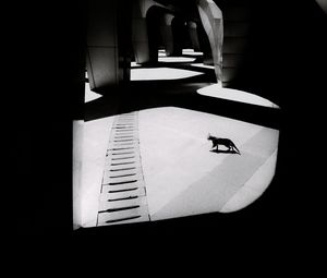 Preview wallpaper cat, columns, light, black and white, black