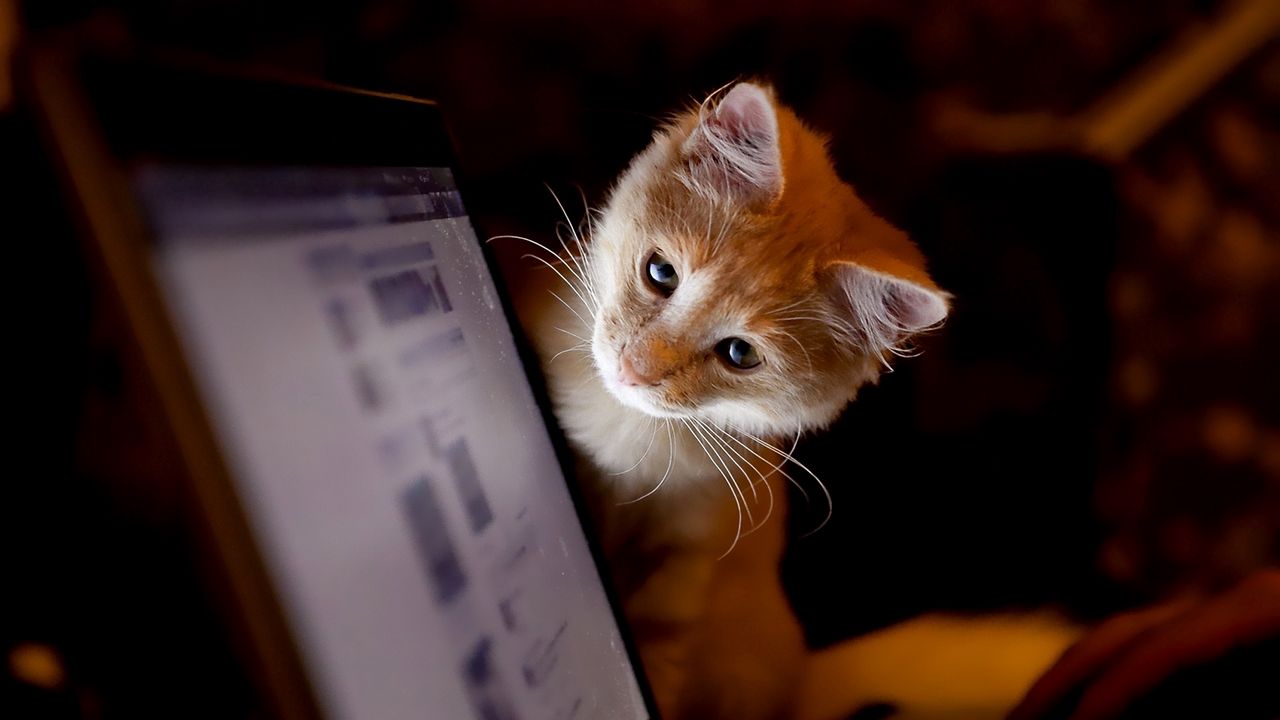 Wallpaper cat, computer, curiosity