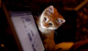 Preview wallpaper cat, computer, curiosity