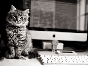 Preview wallpaper cat, computer, keyboard, black and white