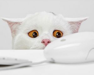 Preview wallpaper cat, computer mouse, light, fear, surveillance