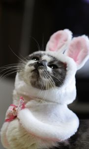 Preview wallpaper cat, costume, cute, funny